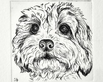 Cavapoo Hund (Cavalier King Charles/Pudel-Mischung) original Radierung mit Passepartout, Cavapoo Dog original etching with Passepartout.
