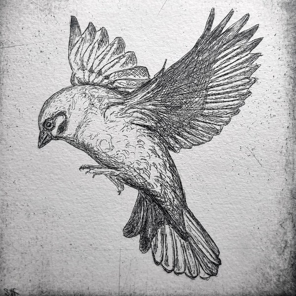 Flying sparrow, sparrow, orig. Etching with passe-partout, original Etching FlyingvSparrow with Passepartout/mat