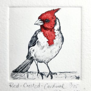 Könnte beinhalten: Eine Schwarzweiß-Radierung eines rot gekrönten Kardinals, der auf einem Ast sitzt. Die Haube des Vogels ist leuchtend rot, der Rest seines Körpers ist in Grau schattiert. Die Radierung ist mit "SH" signiert und mit "21" datiert. Der Text "Red-Crested-Cardinal 3/35" ist unter dem Bild geschrieben.
