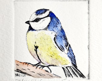 Small etching of a blue tit with passepartout - Small Etching of a Bluetit with passepartout