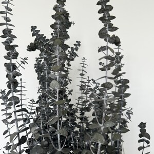 K&ouml;nnte beinhalten: Ein Bund getrockneter Eukalyptusst&auml;ngel in dunkelgrauer Farbe. Die St&auml;ngel sind in einer Vase angeordnet und haben alle unterschiedliche L&auml;ngen.