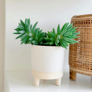 May include: A small succulent plant in a white ceramic pot with three wooden legs. The pot has a speckled white glaze.