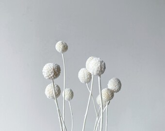 Preserved Billy Buttons | Preserved Craspedia | White/Pink | Ball Flowers