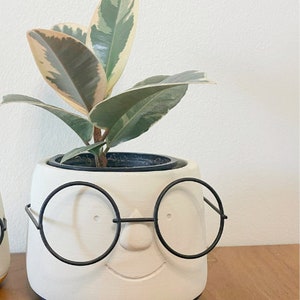 May include: A white ceramic planter with a smiling face and black wire-rimmed glasses. The planter holds a Ficus elastica plant with green, cream, and pink variegated leaves. The pot sits on a wooden surface against a white wall.
