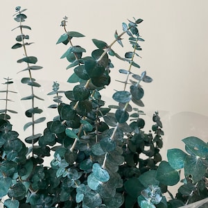 K&ouml;nnte beinhalten: Ein Strau&szlig; Eukalyptus-Zweige mit blaugr&uuml;nen Bl&auml;ttern. Die Zweige sind in einer Vase angeordnet und die Bl&auml;tter sind zusammengedr&auml;ngt.