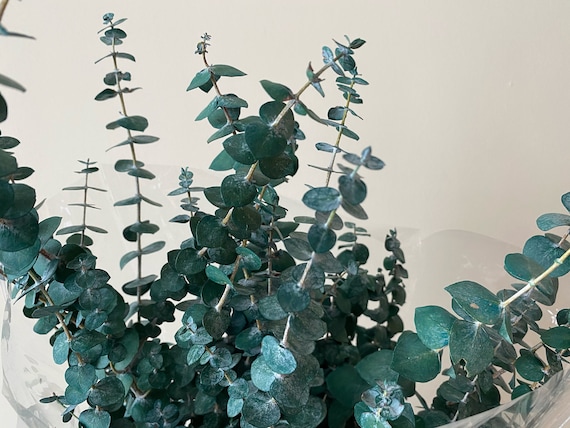 Preserved Eucalyptus Bunch | Fall Home Decor | Green/Red/Blue