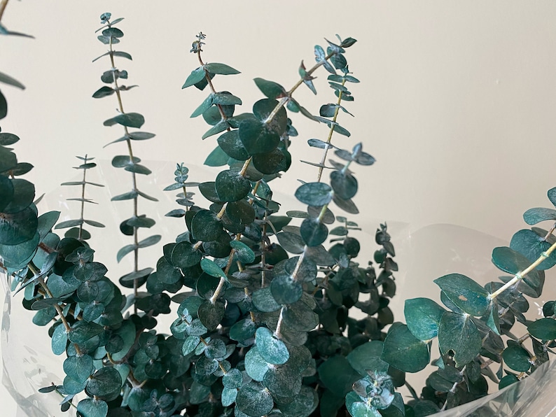 K&ouml;nnte beinhalten: Ein Strau&szlig; Eukalyptus-Zweige mit blaugr&uuml;nen Bl&auml;ttern. Die Zweige sind in einer Vase angeordnet und die Bl&auml;tter sind zusammengedr&auml;ngt.