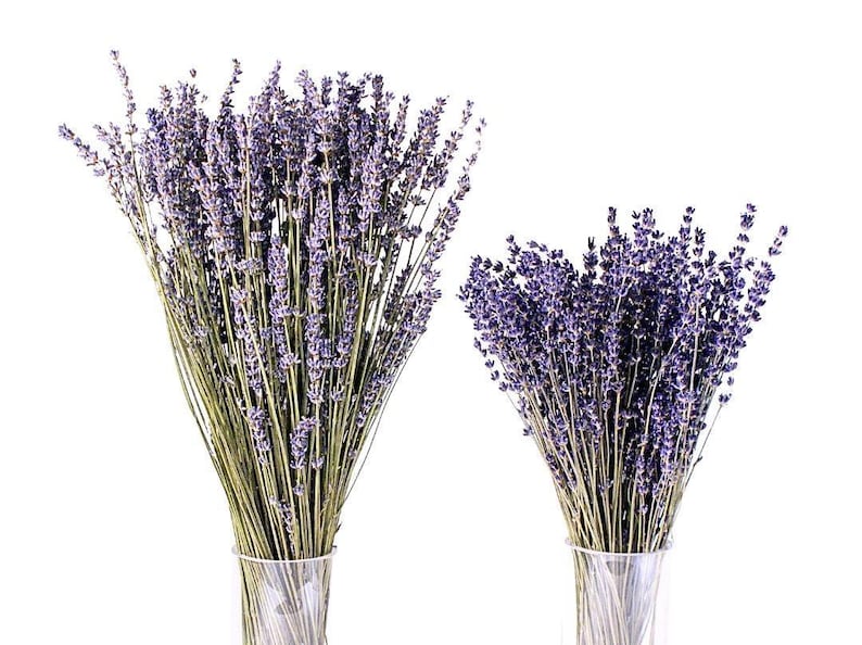 May include: Two bouquets of dried lavender flowers in clear glass vases. The bouquets are arranged in a similar style, with the lavender stems extending upwards and the flowers clustered at the top. The flowers are a light purple color and the stems are a light brown color.