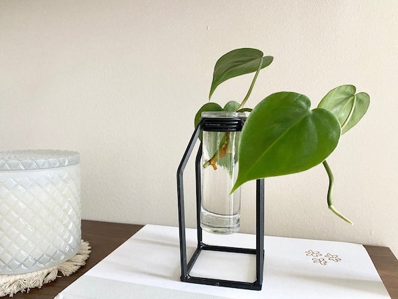 Glass Tube Vase: Plant Propagation Planter With Black Iron Stand