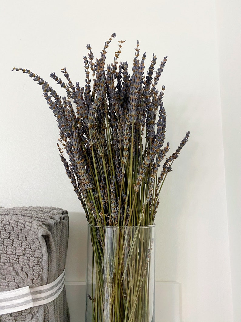 May include: A glass vase filled with dried lavender flowers. The vase is clear and cylindrical. The lavender is a light purple color and the stems are brown.