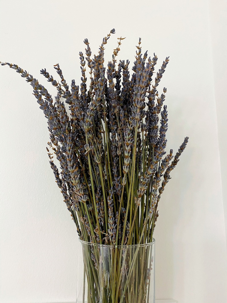 May include: A bouquet of dried lavender flowers in a clear glass vase. The lavender is a light purple color and the stems are a light brown color.
