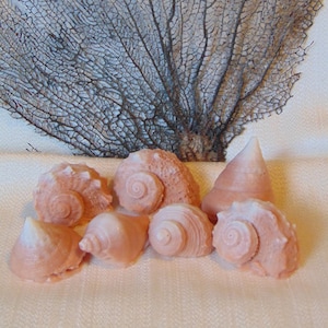 Seashell soaps (7) Tan, Shell soap, sea shell soap, beach theme decor, novelty soap, bath soap, hand soap, finger soap, ocean theme decor