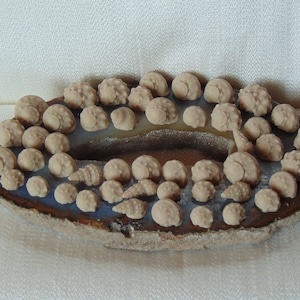 May include: A close-up of a geode with a blue agate interior. The geode is filled with small, fossilized shells.