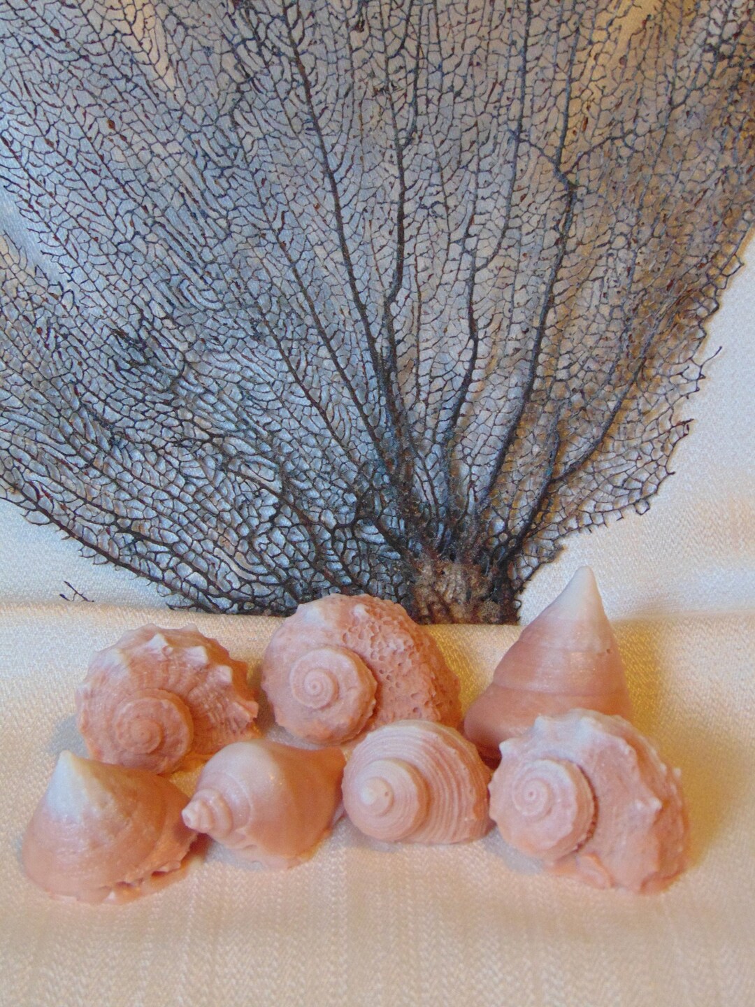 Seashell Soaps (7) Tan, Shell Soap, Sea Shell Soap, Beach Theme Decor ...