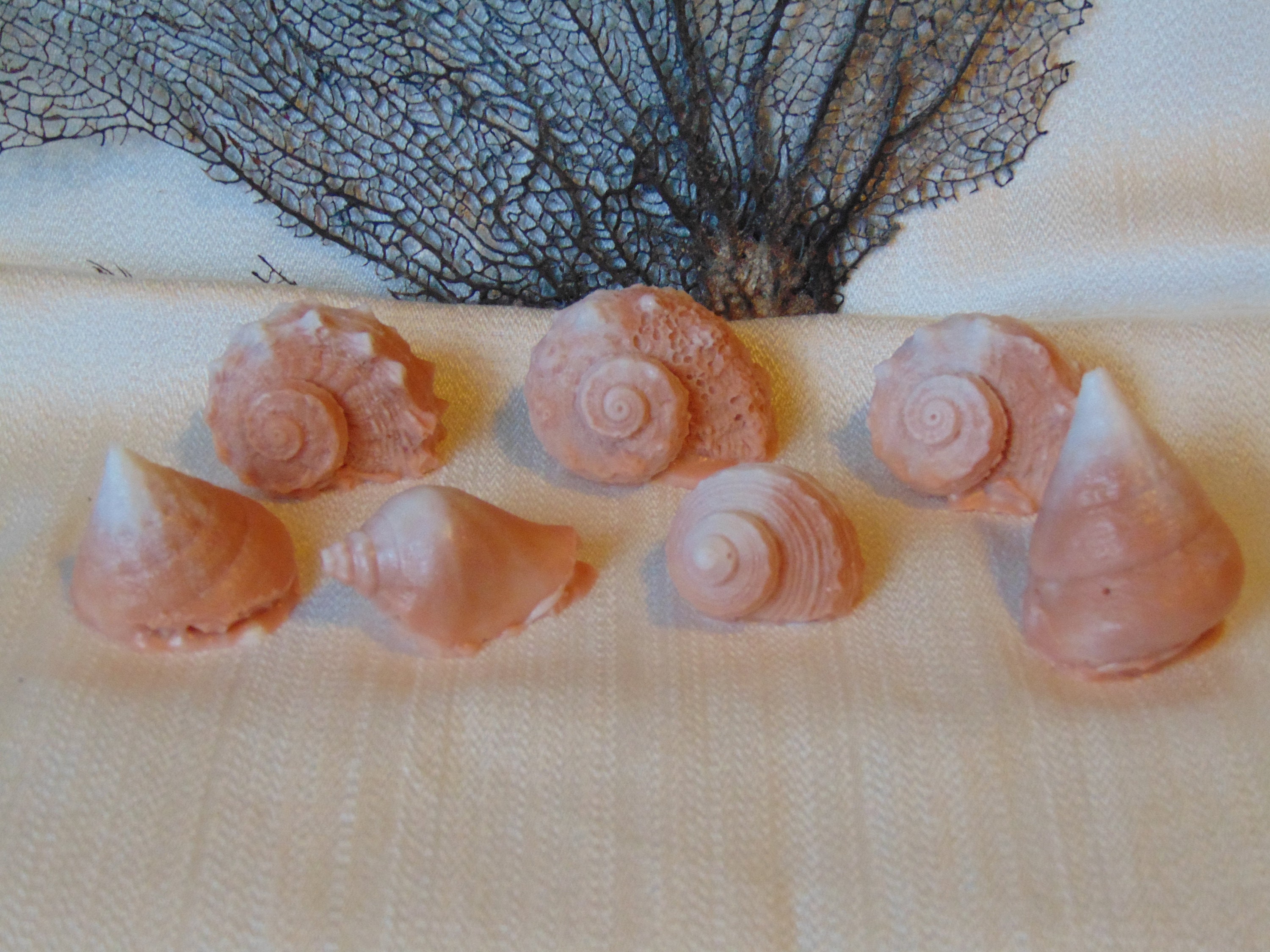 Seashell Soaps 7 Tan Shell Soap Sea Shell Soap Beach | Etsy