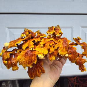 Dried Reishi Mushroom, Ground, Organic, Self Care