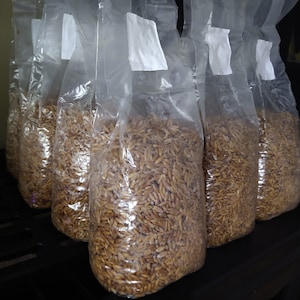 Lions Mane Mushroom, Grain Spawn