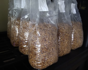 Lions Mane Mushroom, Grain Spawn