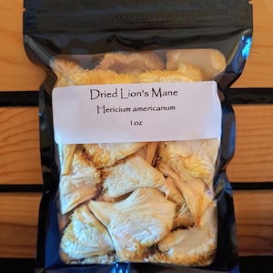 Hongos melena de león frescos y secos, cultivados en Florida, saludables y orgánicos.