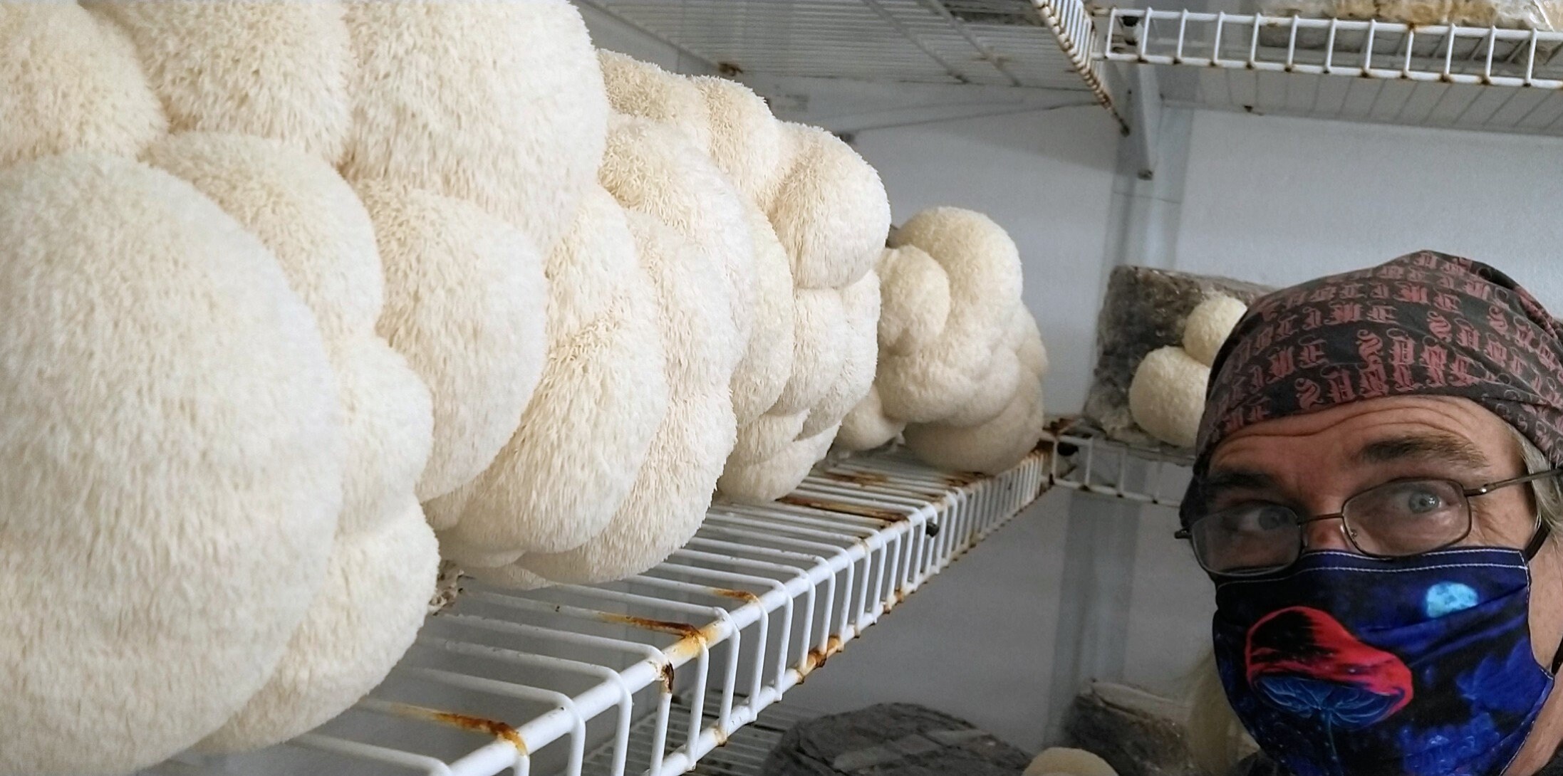 Freshly Dried Lions Mane Mushroom Natural Organic Vegan Etsy