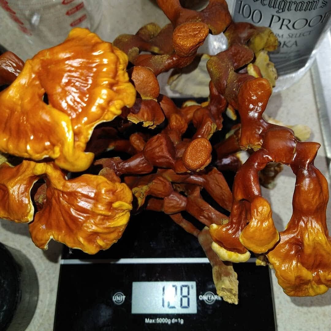 Freshly Dried Reishi Mushrooms Etsy