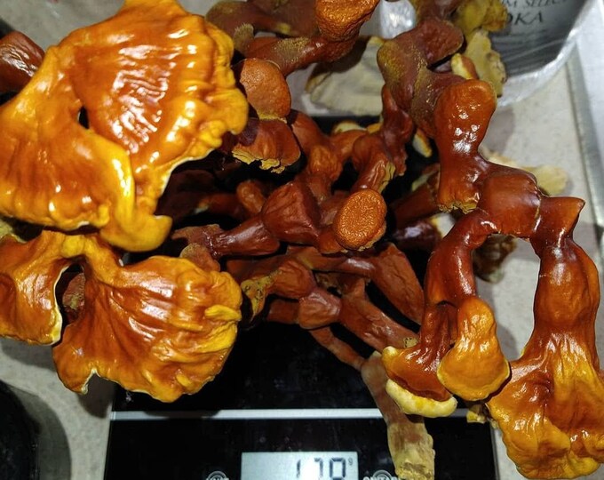 Freshly Dried Reishi Mushrooms Etsy