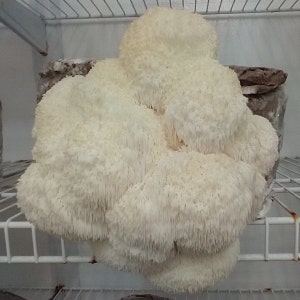 Lions Mane Mushroom Grow Kit, Gourmet, Healthy