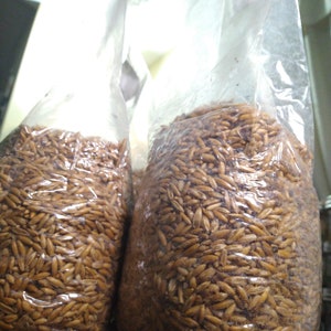 Mushroom Grain Spawn