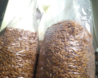 Engendro de Grano de Champiñón