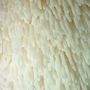 Lion&#39;s Mane Spore Sample
