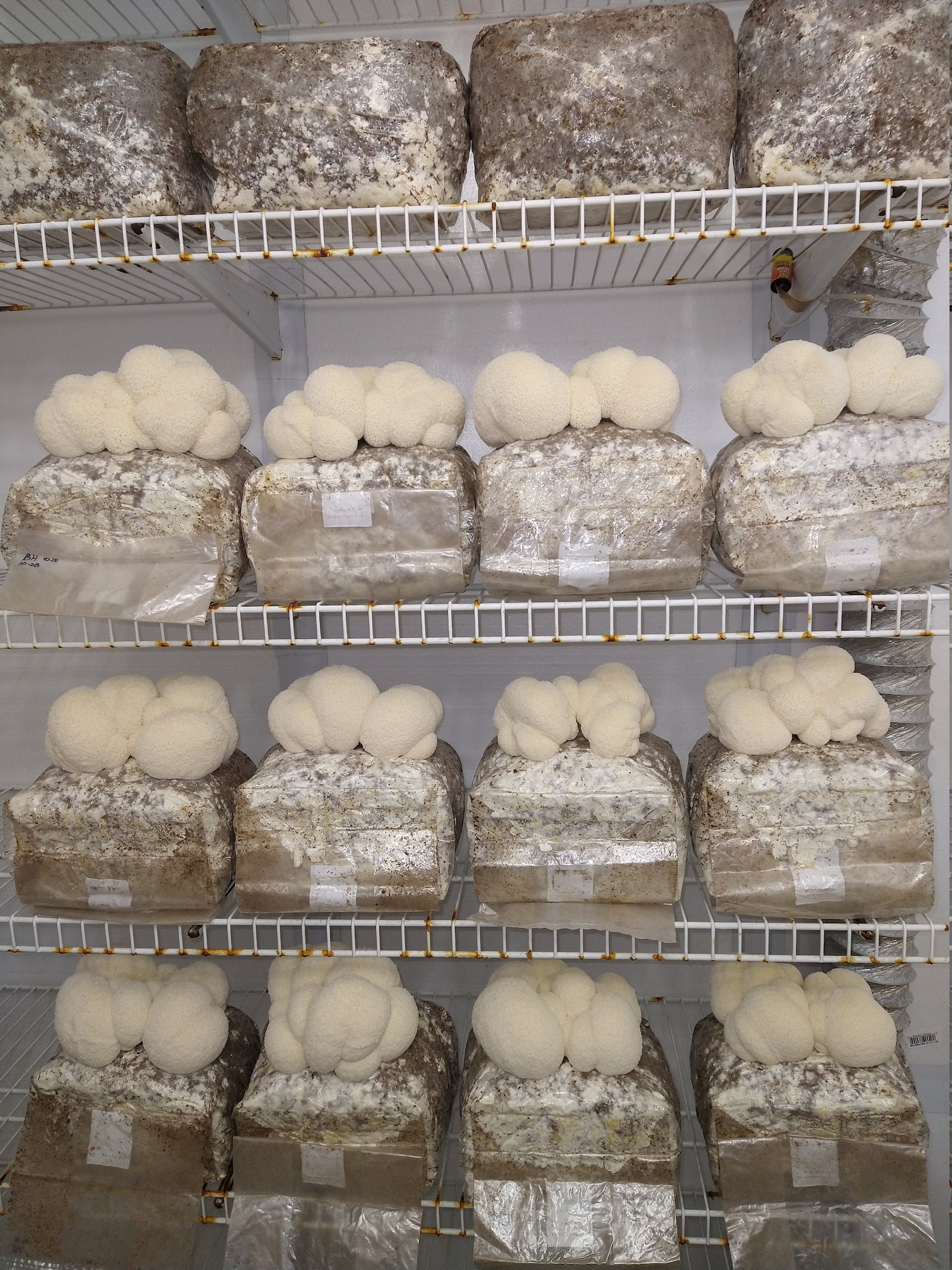 Freshly Dried Lions Mane Mushroom Natural Organic Vegan Etsy