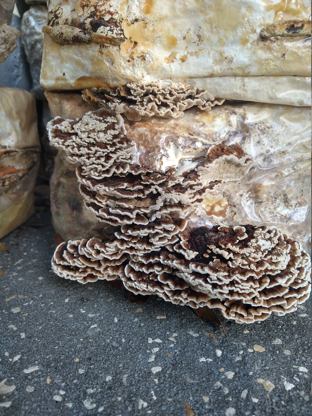 Turkey Tail Mushroom Liquid Culture Trametes Versicolor Etsy