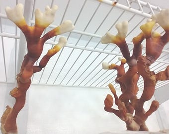 Antler Reishi Culture - Ganoderma multipilium Liquid Culture