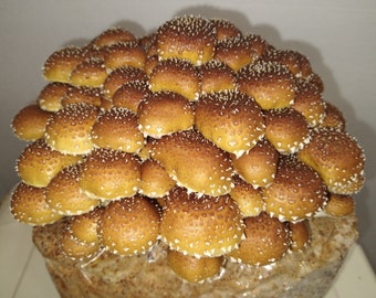 Chestnut Mushroom Liquid Culture, Pholiota adiposa