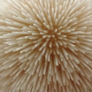 Puede incluir: Primer plano de un objeto redondo beige texturizado con un patrón radial de finas púas puntiagudas.