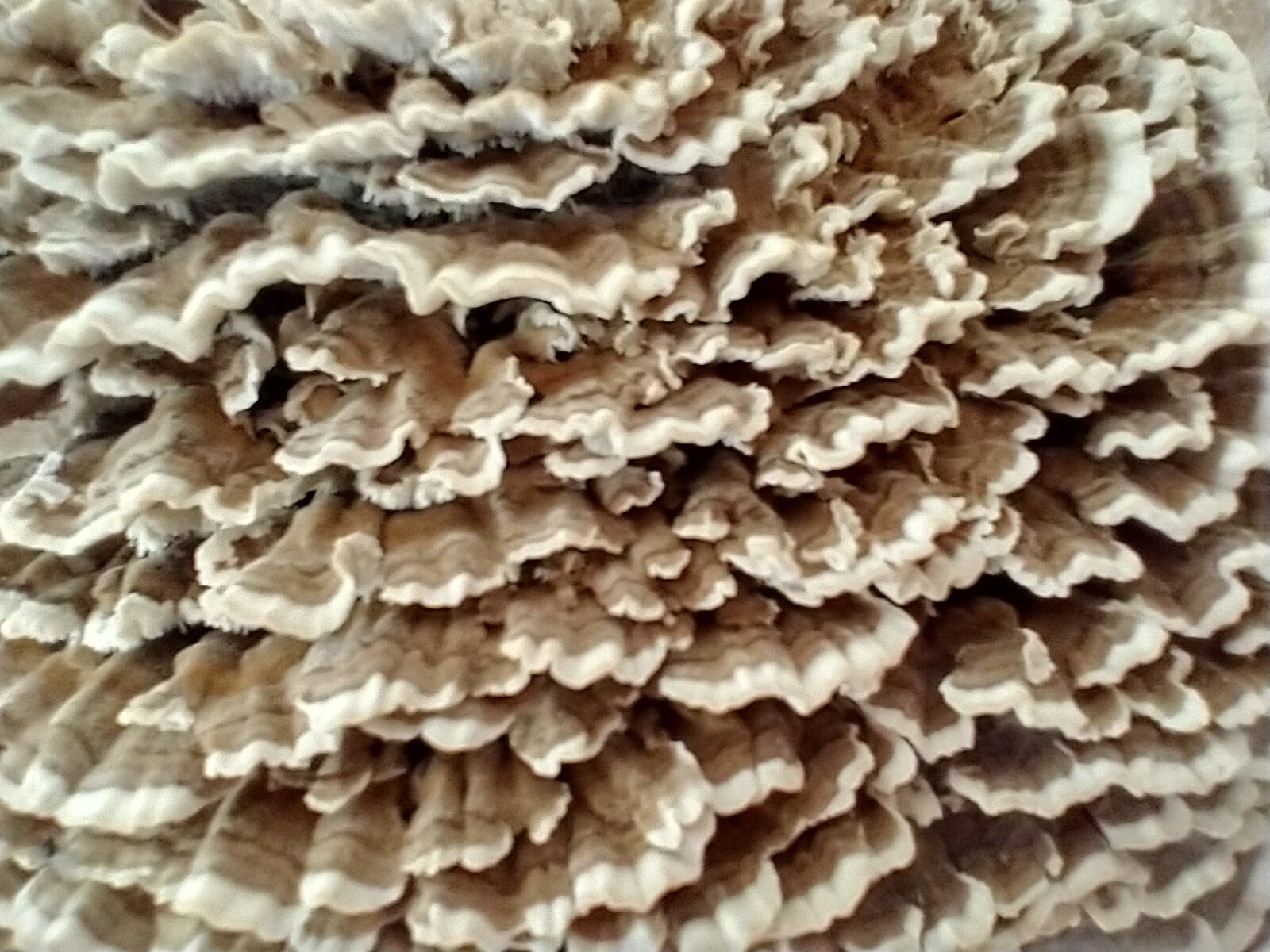 Turkey Tail Mushroom Liquid Culture Trametes Versicolor Etsy