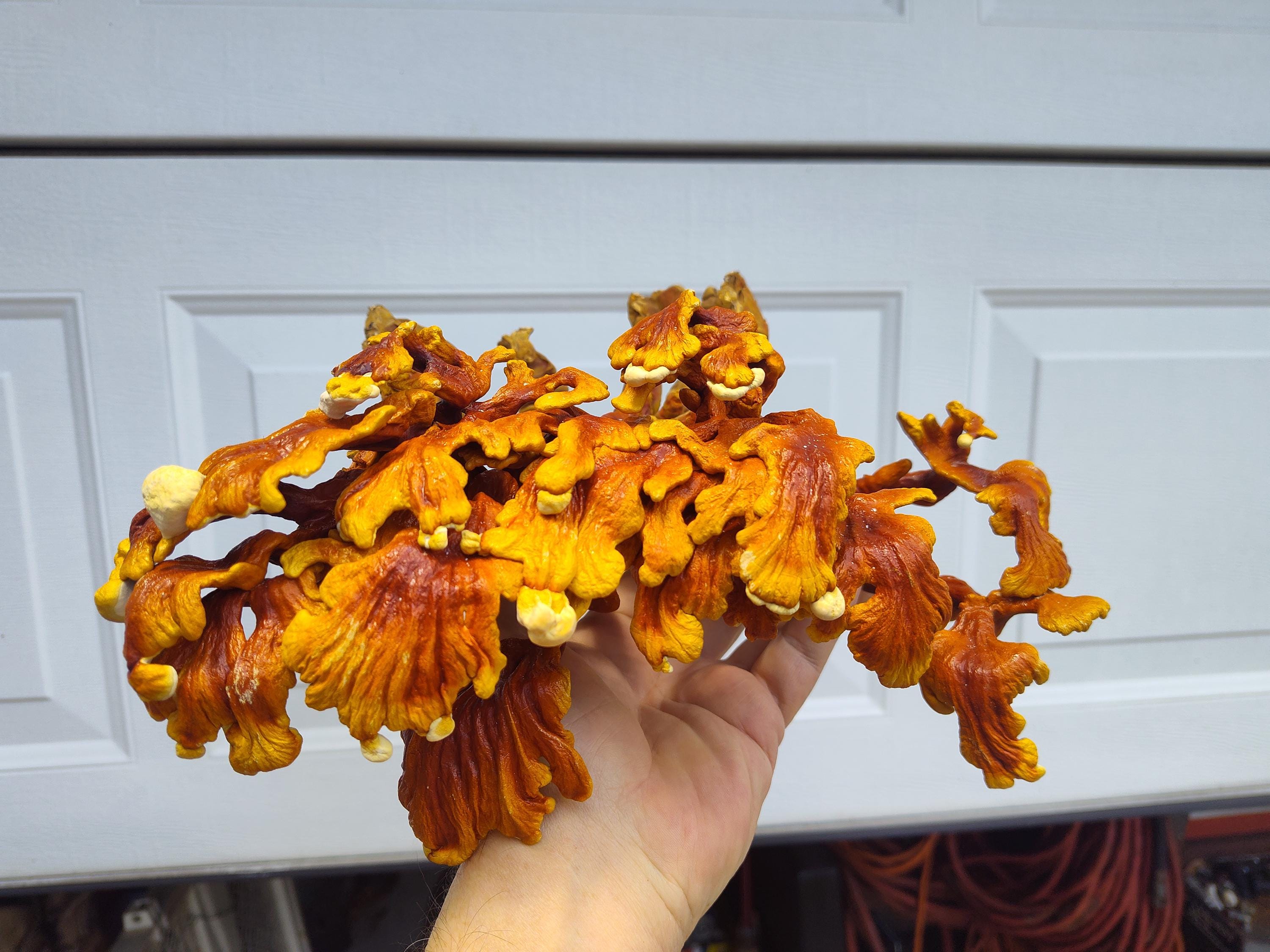 Dried Reishi Mushroom, Ground, Organic, Self Care