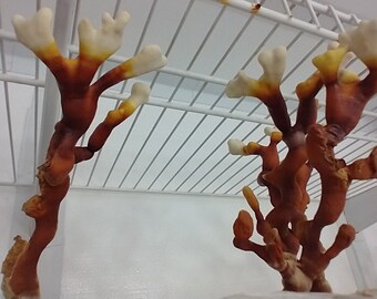 Cultivo de asta de reishi: cultivo líquido de Ganoderma multipilium