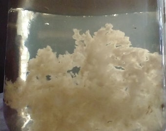 Lions Mane, Liquid Culture, 10ml
