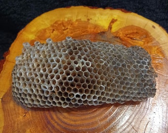 May include: A close-up of a honeycomb, a natural wax structure built by honeybees, on a wooden surface. The honeycomb is light brown and has a hexagonal pattern.