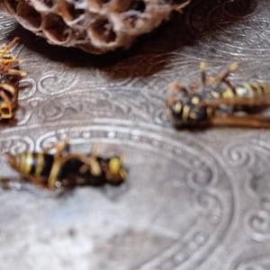 Puede incluir: Tres avispas rayadas de color amarillo y negro sobre una superficie plateada con un diseño intrincado. Las avispas están tumbadas de espaldas con las patas en el aire.