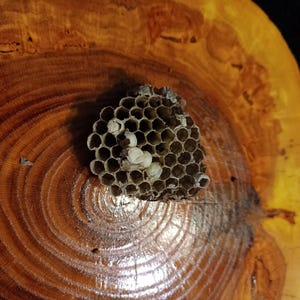 Wasp Nest ~ 2&quot;