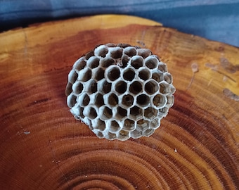 May include: A spherical, off-white wasp nest with a honeycomb pattern. The nest is set on a cross-section of a tree trunk, showcasing the wood's concentric rings. The background includes a blurred image of an open book.