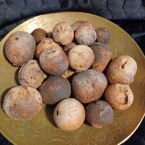 Serpent&#39;s Egg ~ Oak Apple ~ Oak Gall