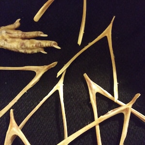 May include: Several wishbones, pale brown in hue, are arranged against a dark backdrop. A chicken foot is partially visible. The wishbones are positioned at different angles, some with fractured ends.