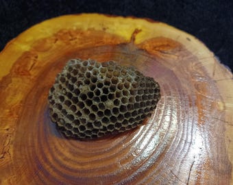 May include: A close-up of a honeycomb, a natural structure made by bees, on a wooden surface. The honeycomb is brown and has a hexagonal pattern.