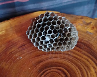 May include: A wasp nest with a honeycomb structure, featuring a pattern of hexagonal cells, in grey and brown tones. It rests on a circular wooden surface with growth rings. An open book is visible in the background.