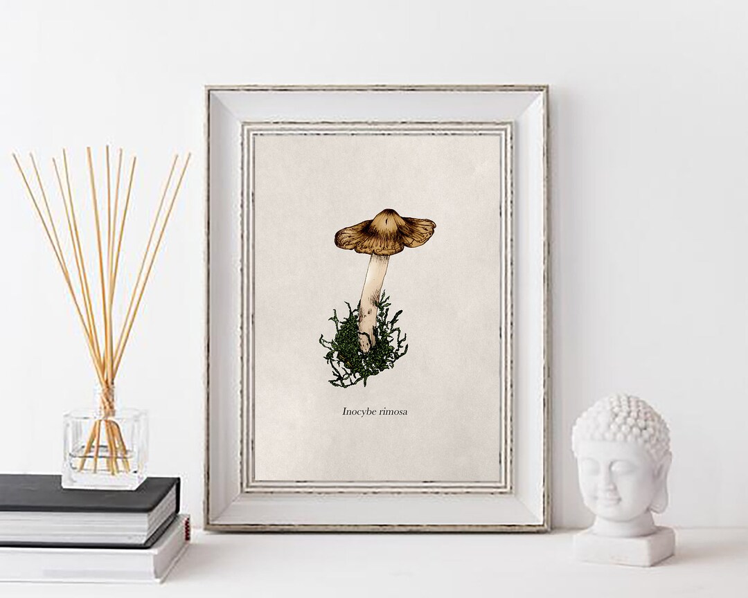 Split Fibercap Mushroom Print - Etsy