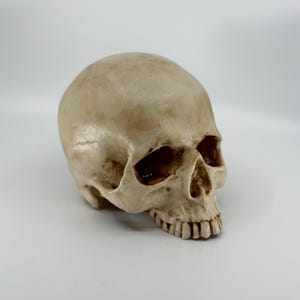 Aged skull