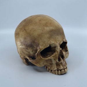 Catacomb Skull